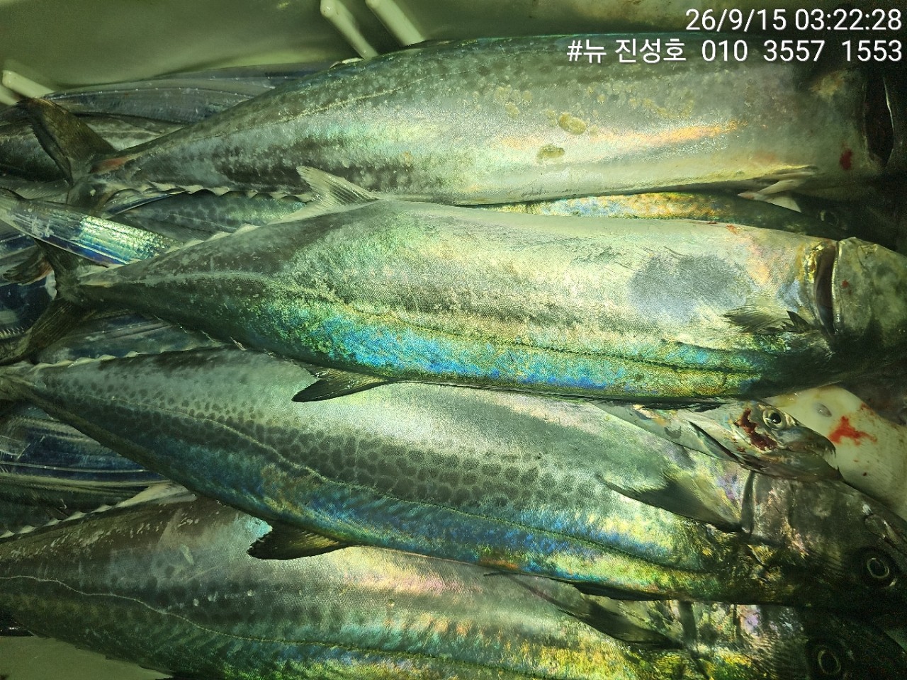 9월 17일 거제 선상낚시 조황 현장 사진 8