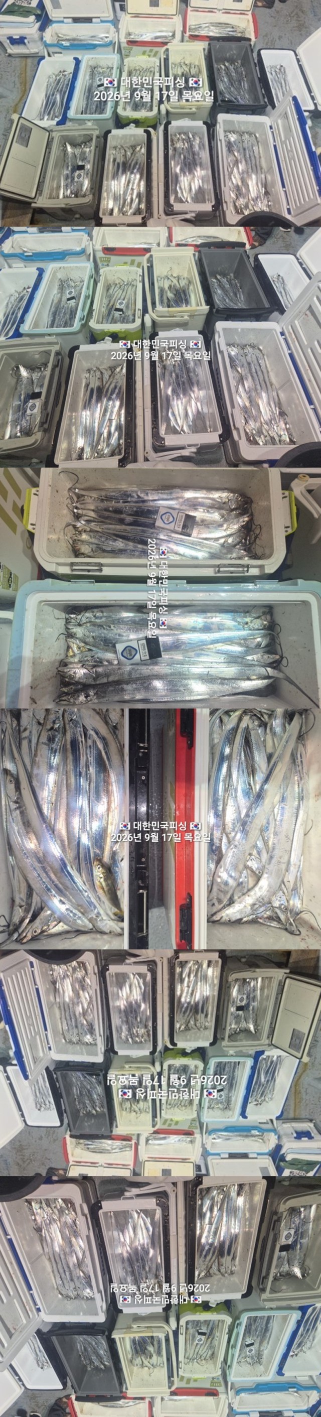 9월 17일 진해 갈치 선상낚시 조황 현장 사진 4