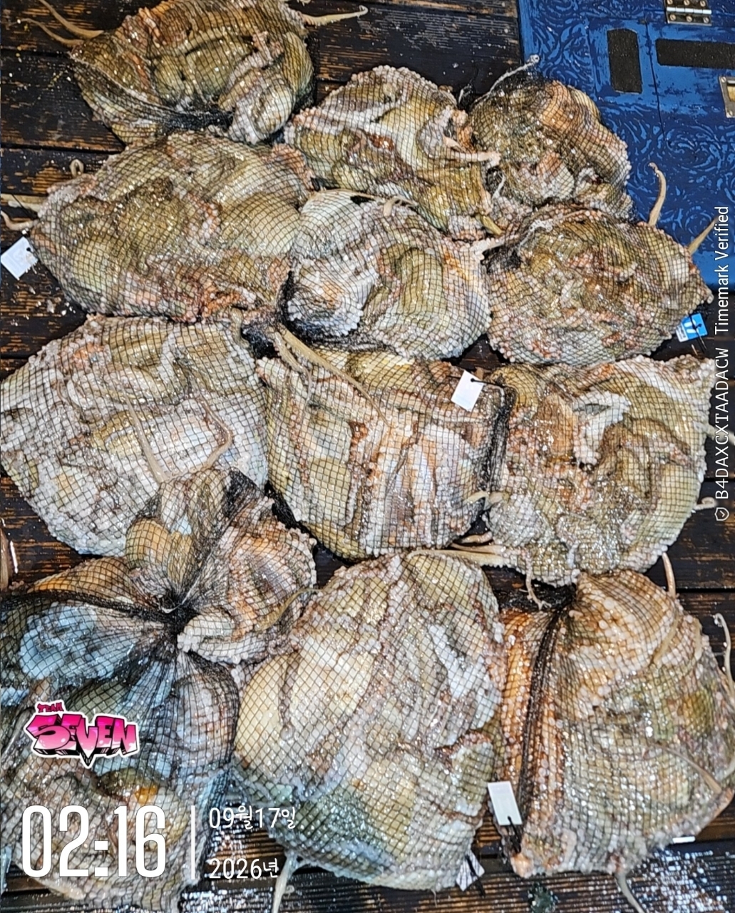9월 17일 군산 갑오징어 선상낚시 조황 현장 사진 8
