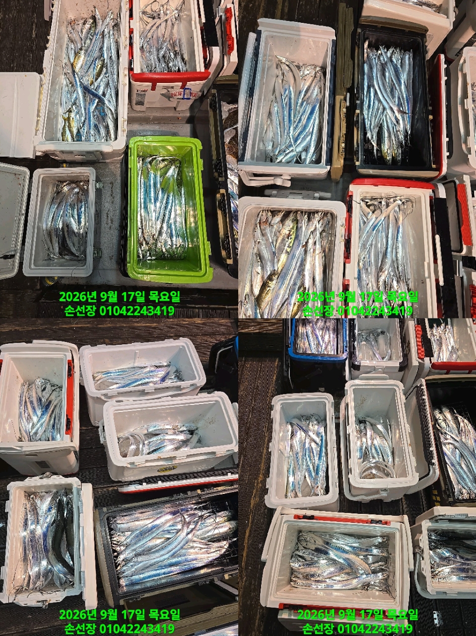 9월 17일 마산 갈치 선상낚시 조황 현장 사진 5