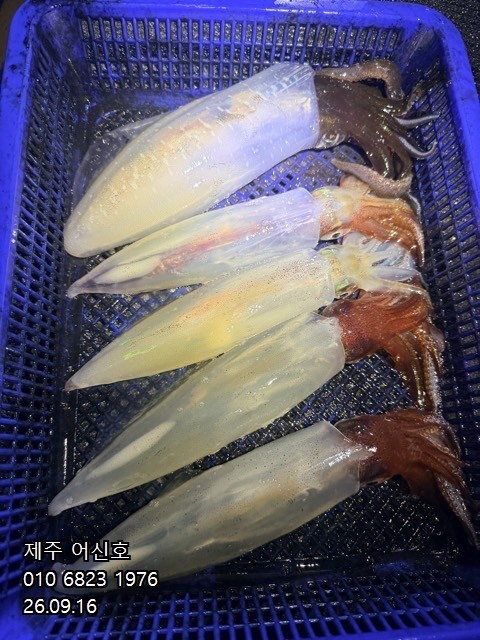 9월 16일 제주 갑오징어 선상낚시 조황 현장 사진 14