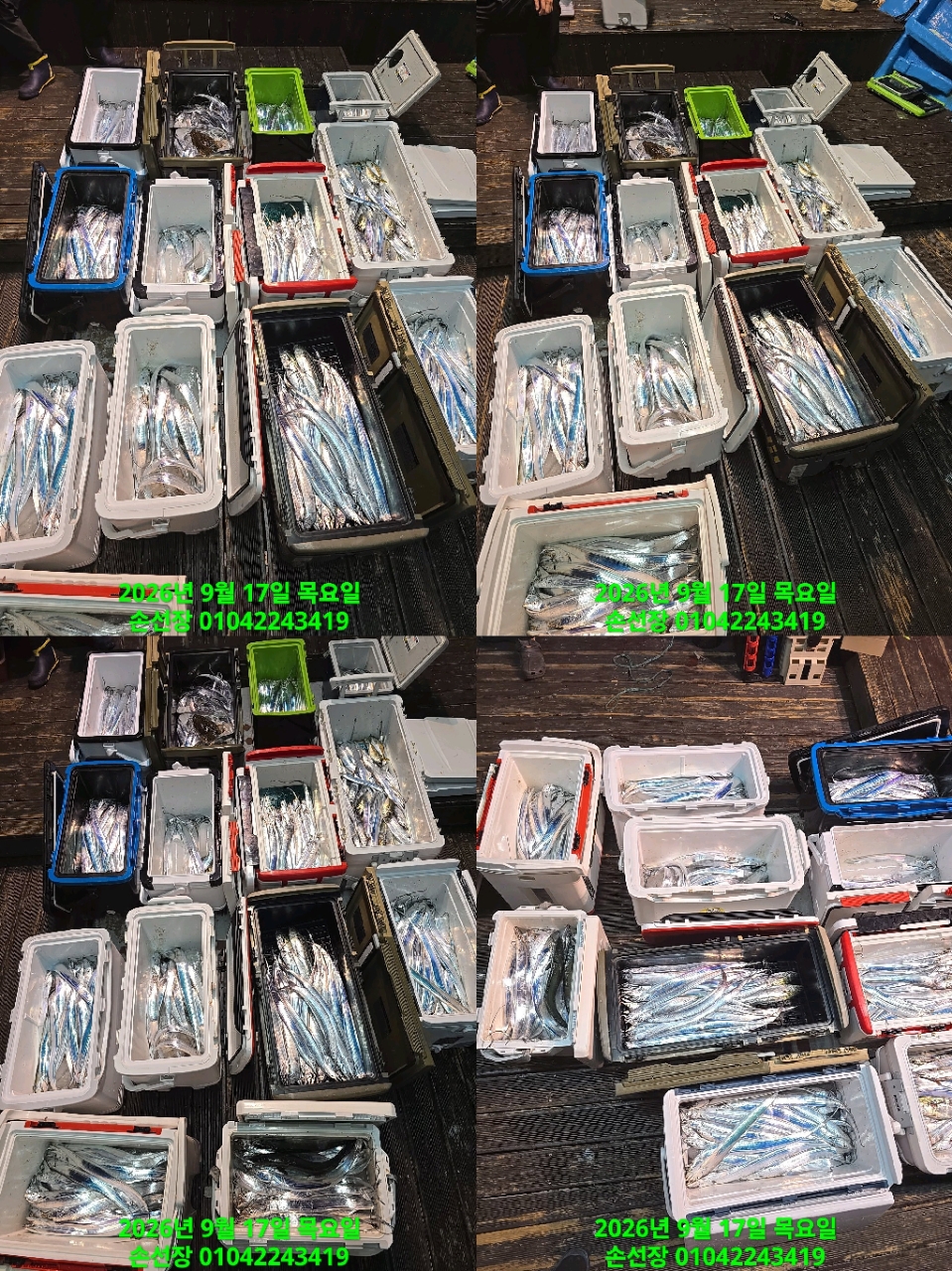 9월 17일 마산 갈치 선상낚시 조황 현장 사진 3