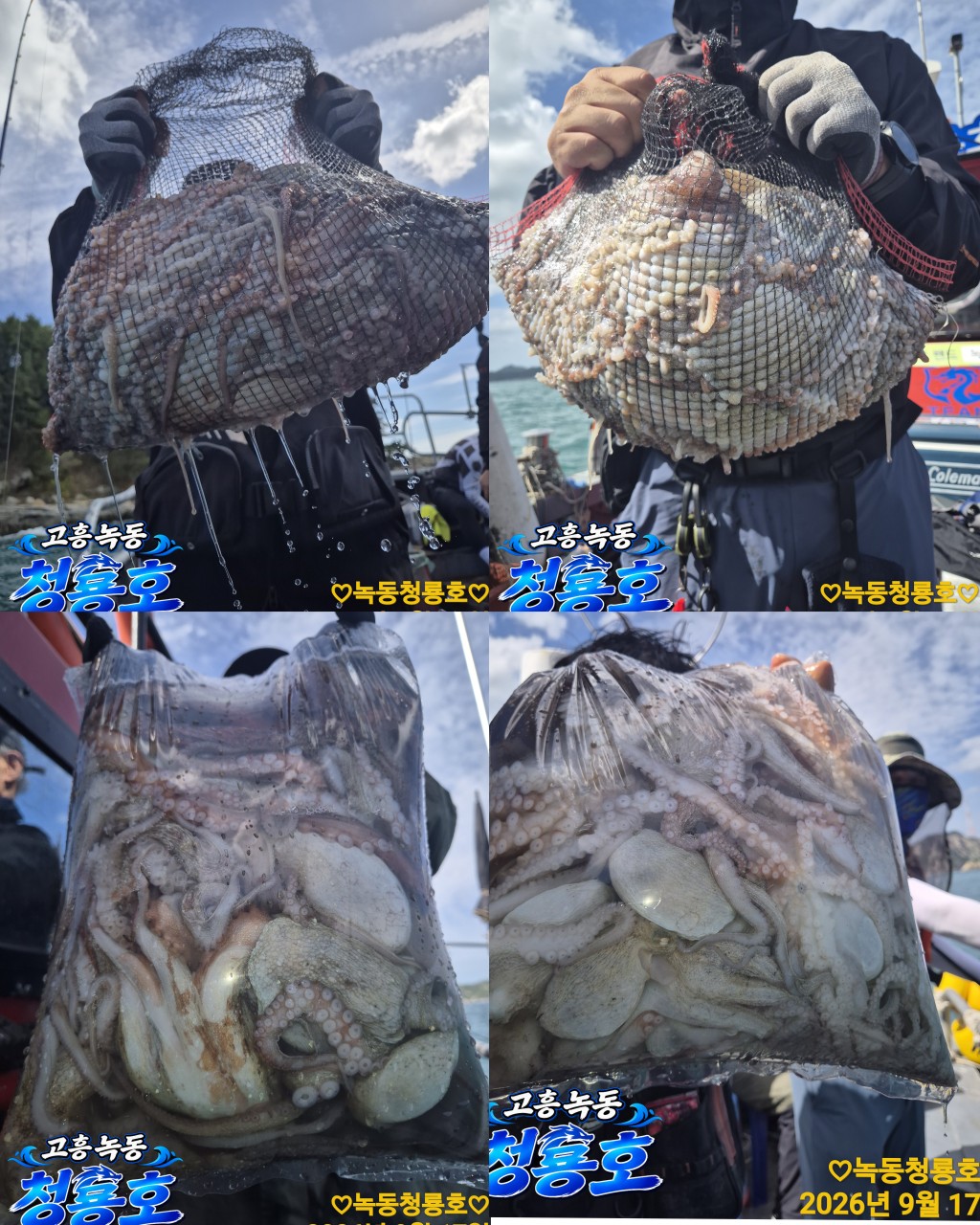 9월 17일 문어 선상낚시 조황 현장 사진 3