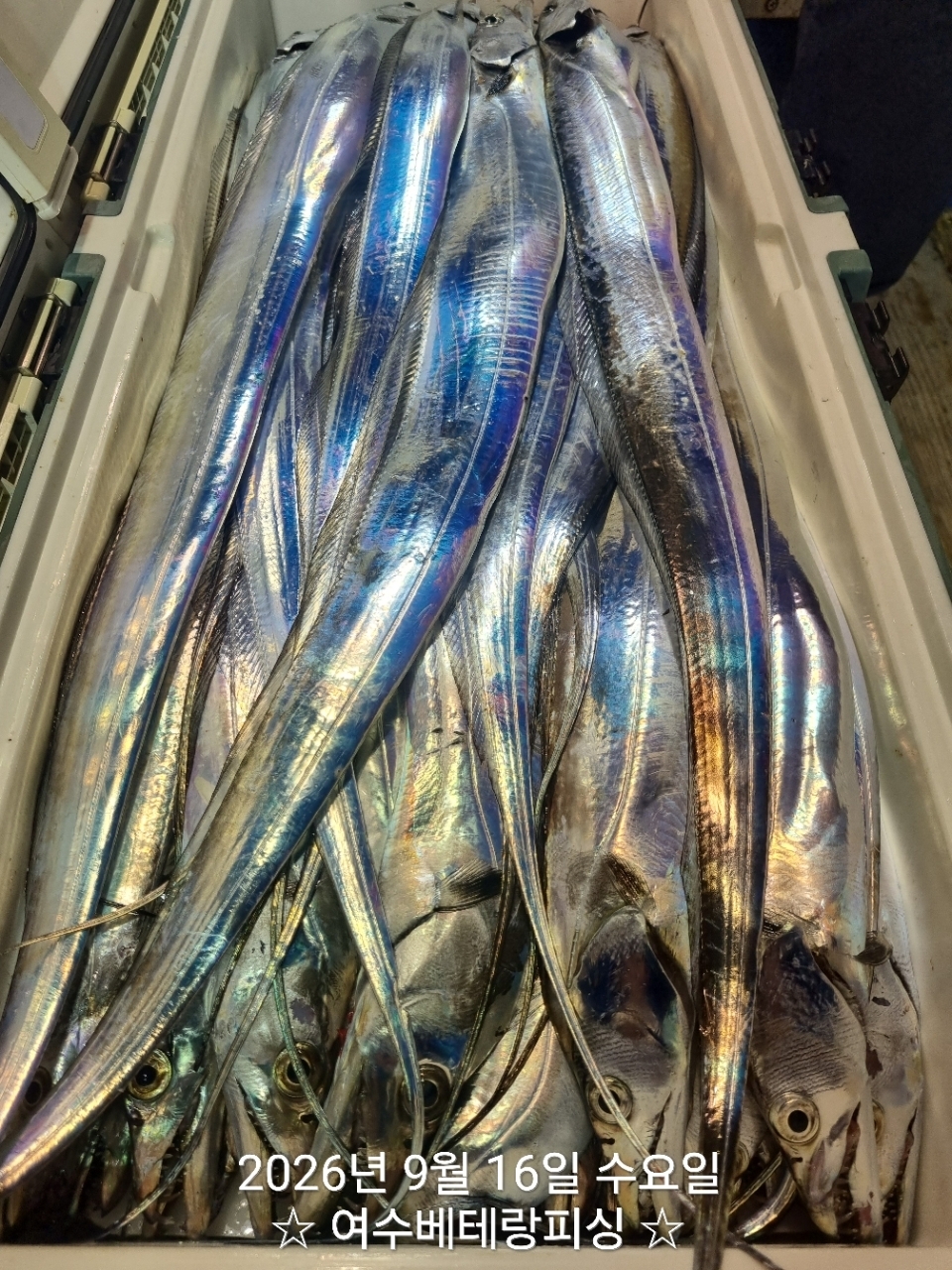 9월 17일 여수 문어 선상낚시 조황 현장 사진 13