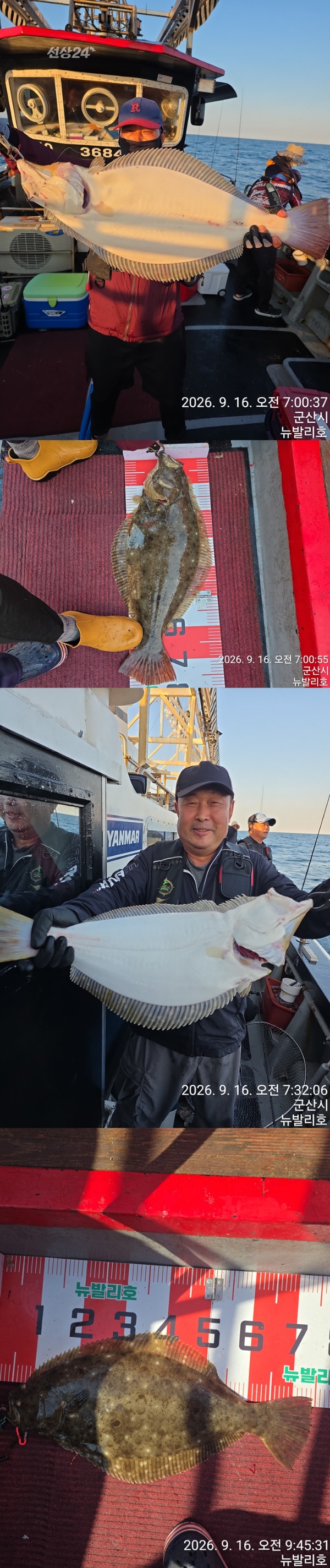 9월 17일 군산 갑오징어 선상낚시 조황 현장 사진 4