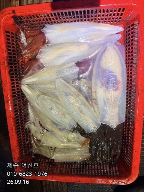 9월 16일 제주 갑오징어 선상낚시 조황 현장 사진 9