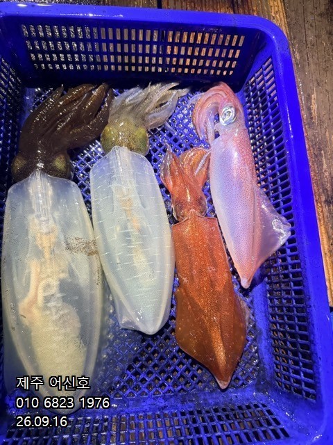 9월 16일 제주 갑오징어 선상낚시 조황 현장 사진 11