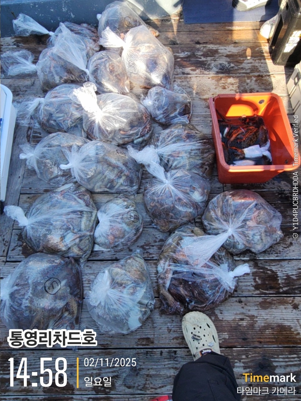 9월 17일 통영 문어 선상낚시 조황 현장 사진 1