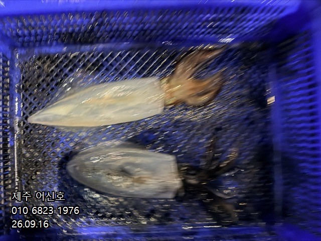 9월 16일 제주 갑오징어 선상낚시 조황 현장 사진 15