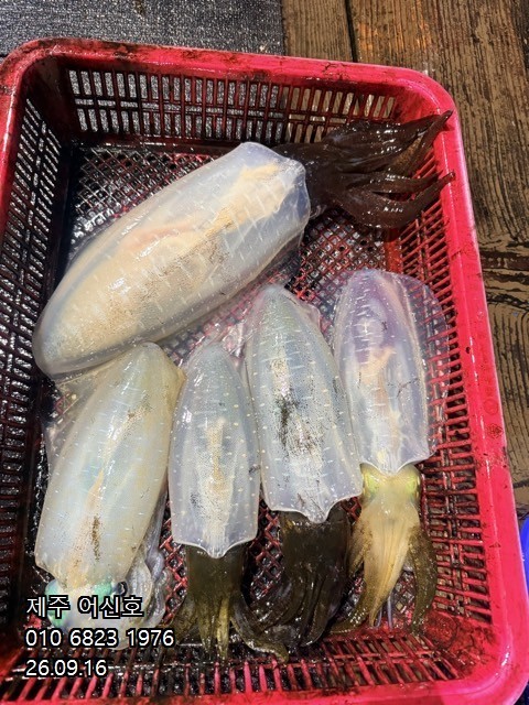 9월 16일 제주 갑오징어 선상낚시 조황 현장 사진 6