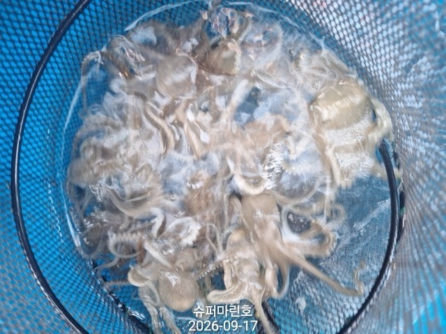 9월 17일 주꾸미 선상낚시 조황 현장 사진 6