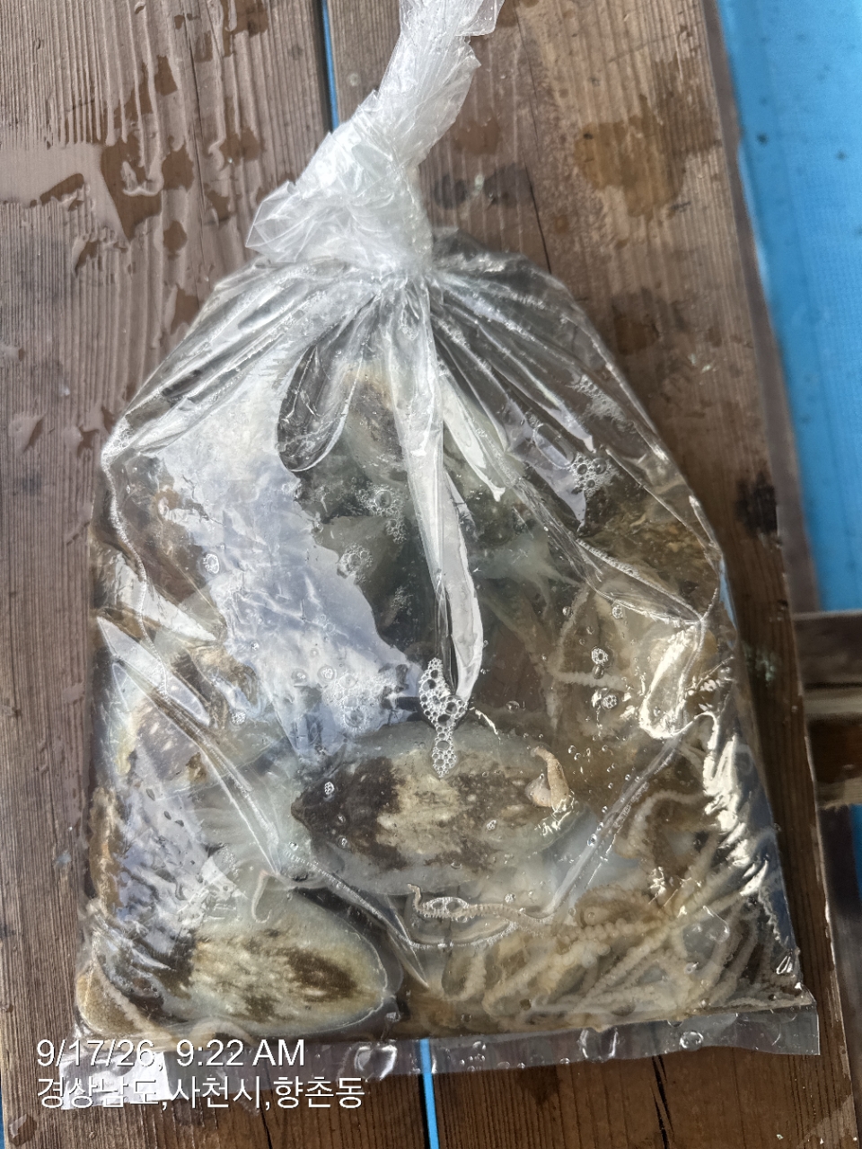 9월 17일 삼천포 갑오징어 선상낚시 조황 현장 사진 7