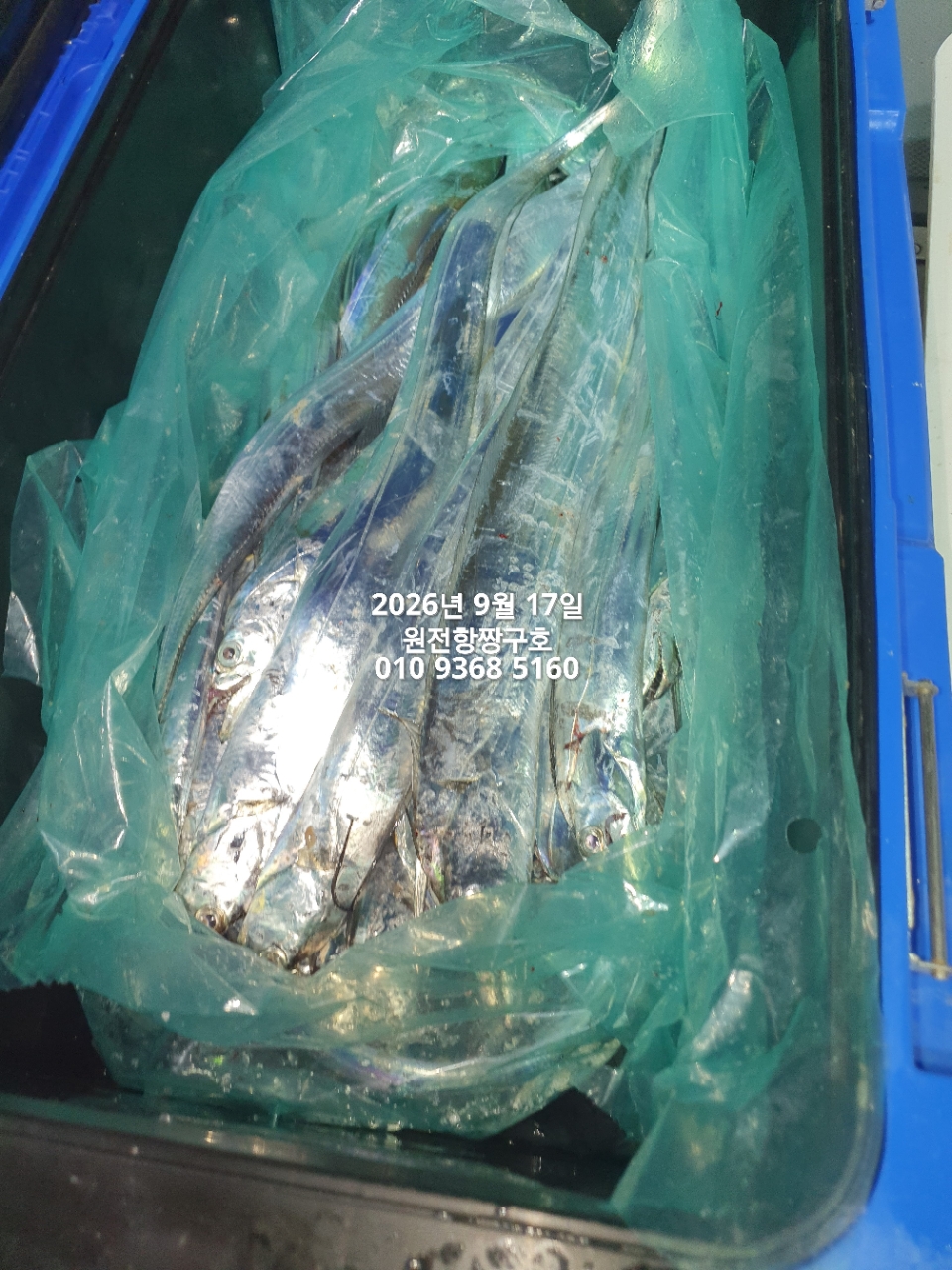 9월 17일 갈치 선상낚시 조황 현장 사진 28