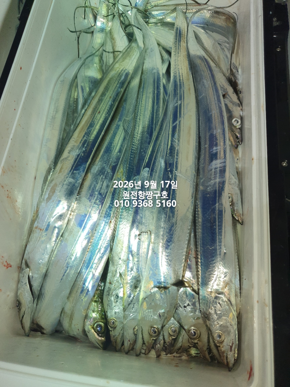 9월 17일 갈치 선상낚시 조황 현장 사진 26