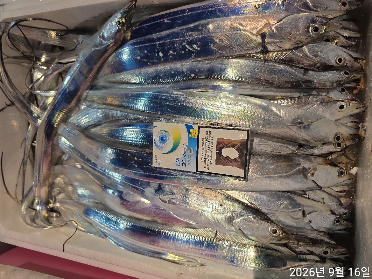 9월 15일 남해 무늬오징어 선상낚시 조황 현장 사진 26