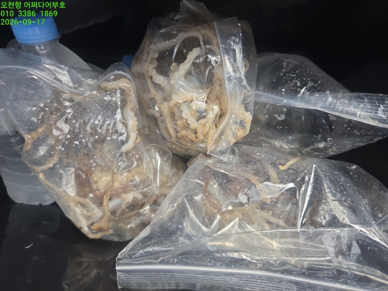 9월 17일 갑오징어 선상낚시 조황 현장 사진 11