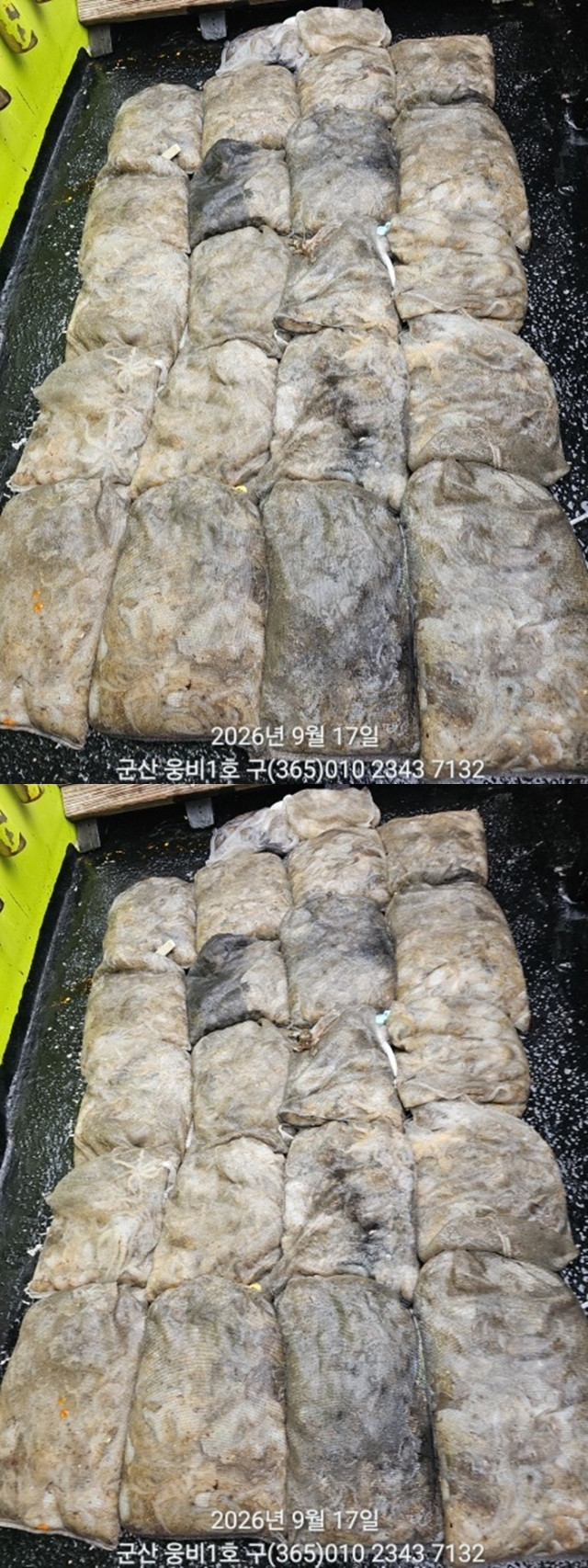 9월 18일 군산 갑오징어 선상낚시 조황 현장 사진 2