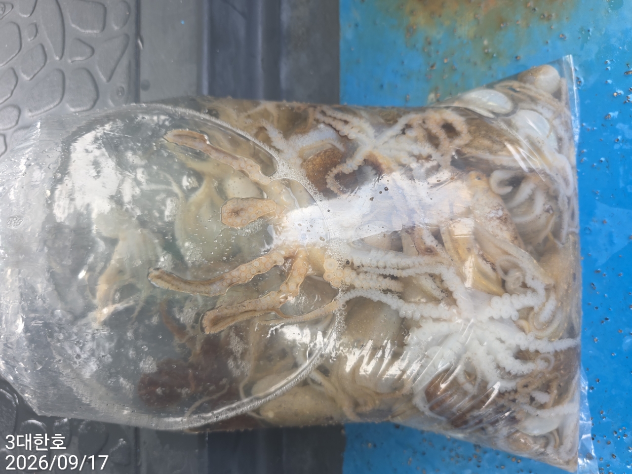 9월 17일 삼천포 주꾸미 선상낚시 조황 현장 사진 7