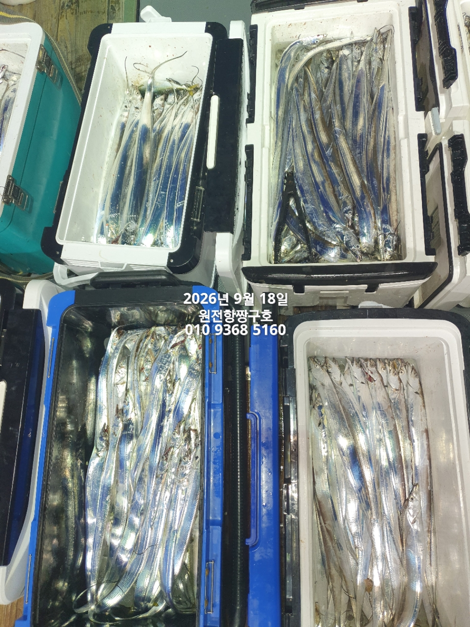9월 18일 갈치 선상낚시 조황 현장 사진 11