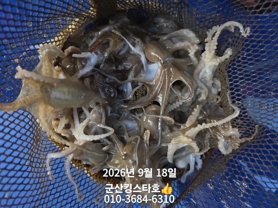 9월 18일 군산 주꾸미 선상낚시 조황 현장 사진 15