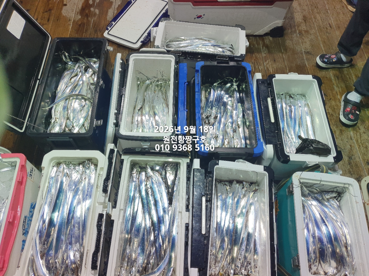 9월 18일 갈치 선상낚시 조황 현장 사진 8