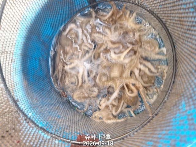 9월 18일 주꾸미 선상낚시 조황 현장 사진 9