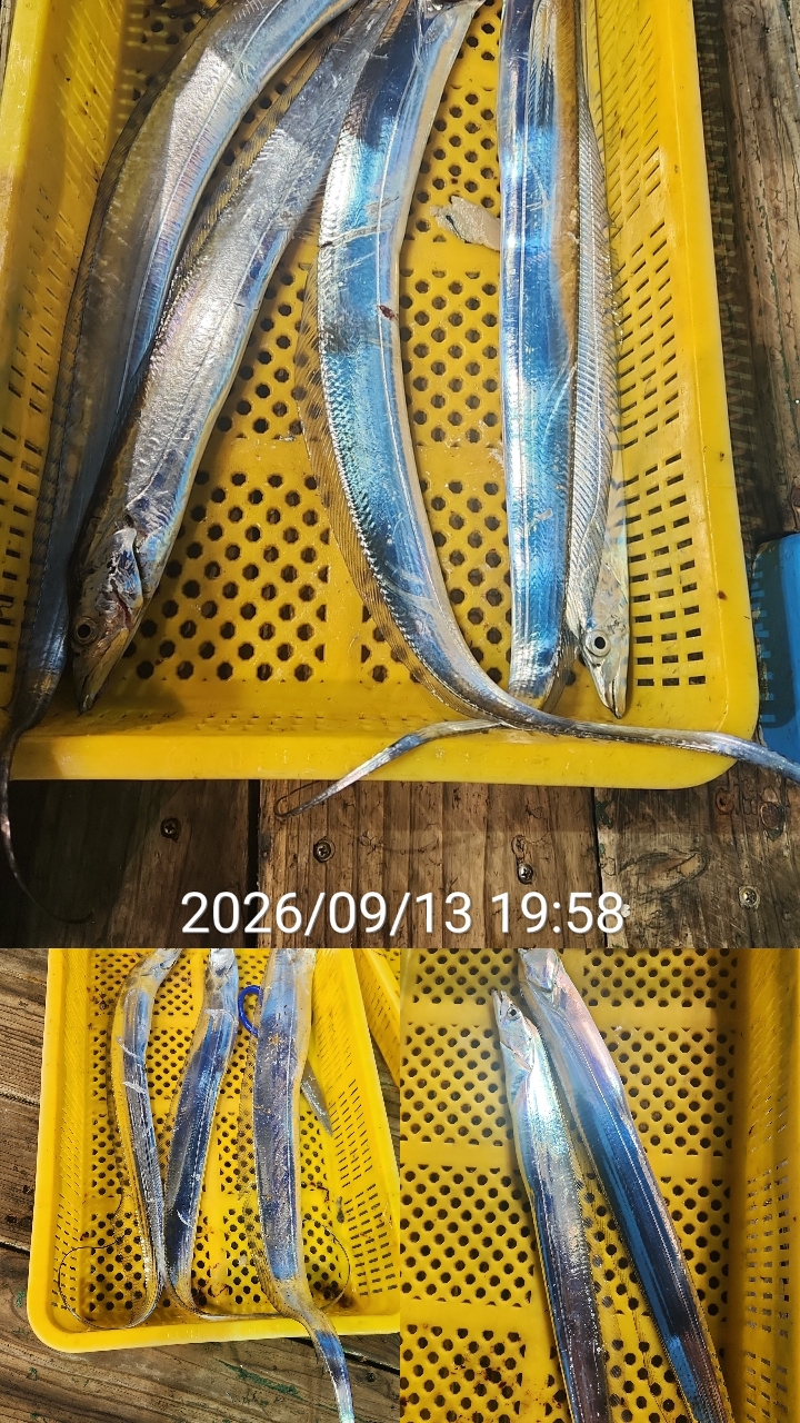 9월 18일 통영 갈치 선상낚시 조황 현장 사진 8