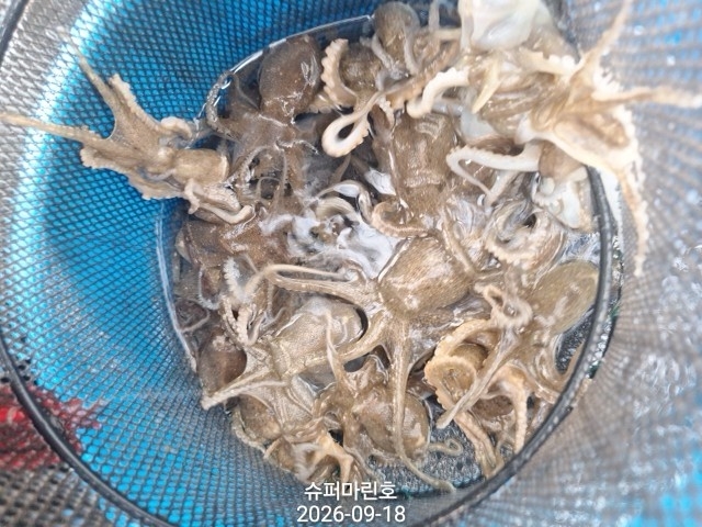 9월 18일 주꾸미 선상낚시 조황 현장 사진 3
