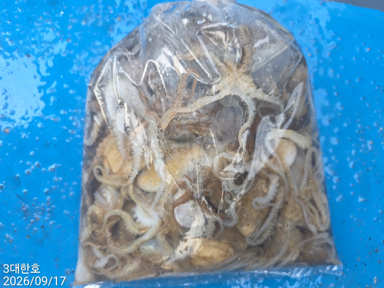 9월 17일 삼천포 주꾸미 선상낚시 조황 현장 사진 8