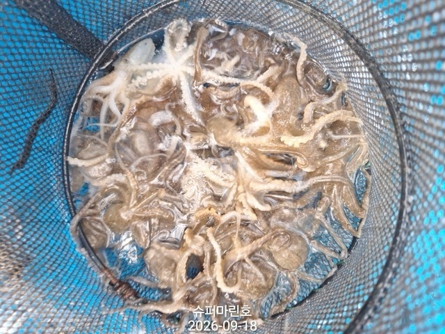 9월 18일 주꾸미 선상낚시 조황 현장 사진 8
