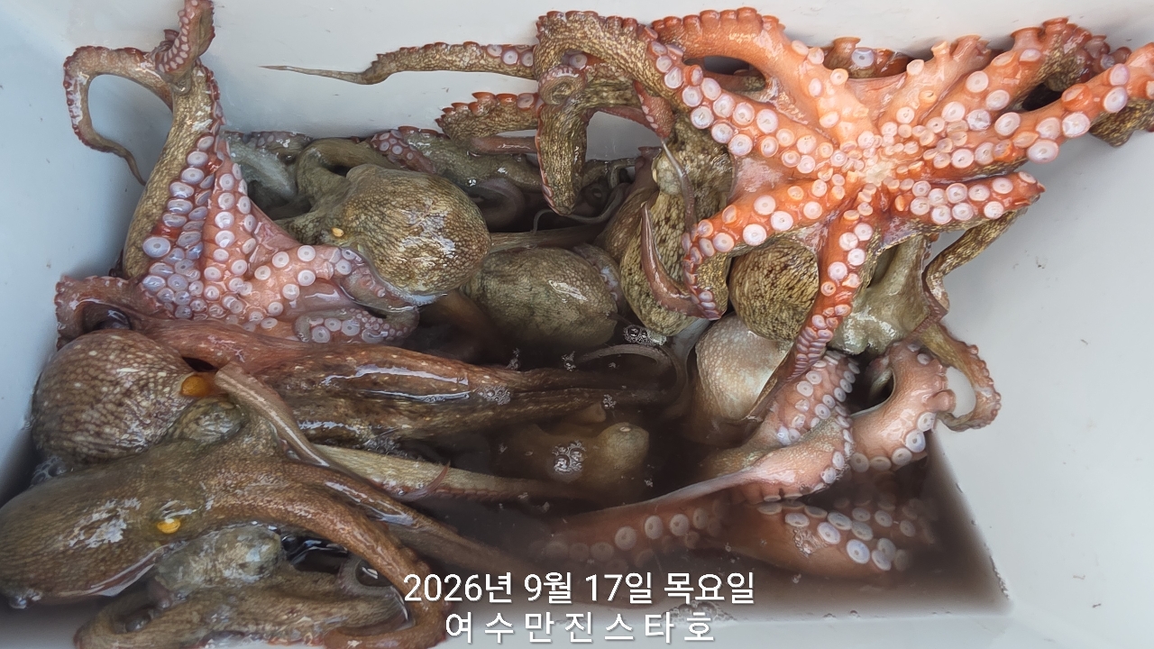 9월 17일 여수 문어 선상낚시 조황 현장 사진 3