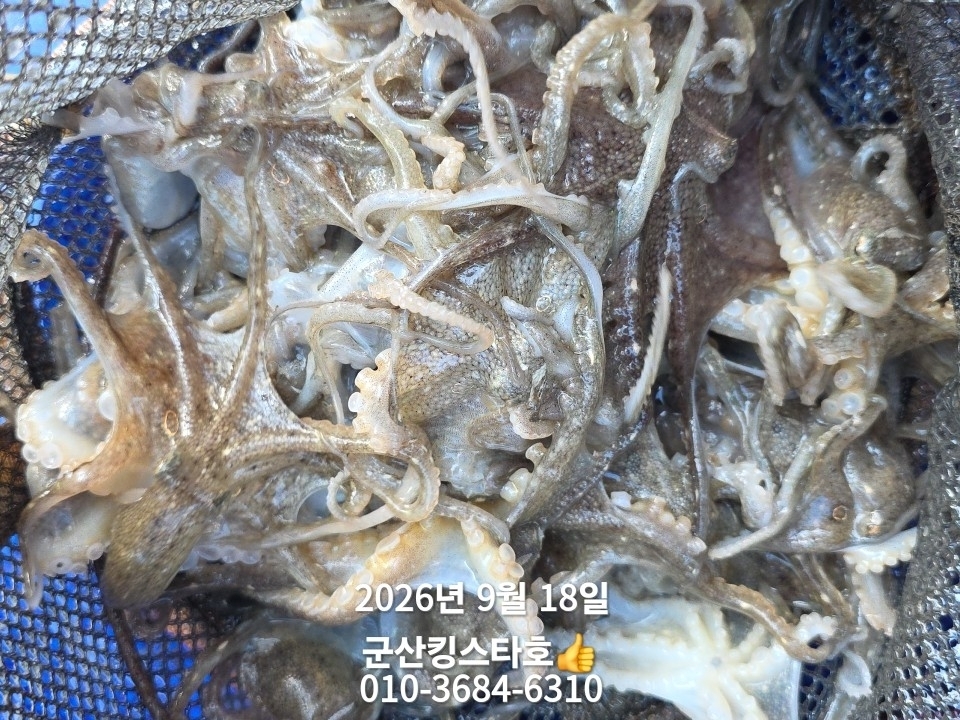 9월 18일 군산 주꾸미 선상낚시 조황 현장 사진 14