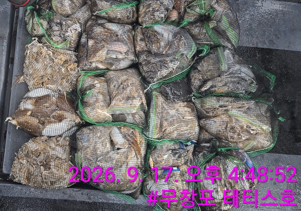 9월 17일 갑오징어 선상낚시 조황 현장 사진 3