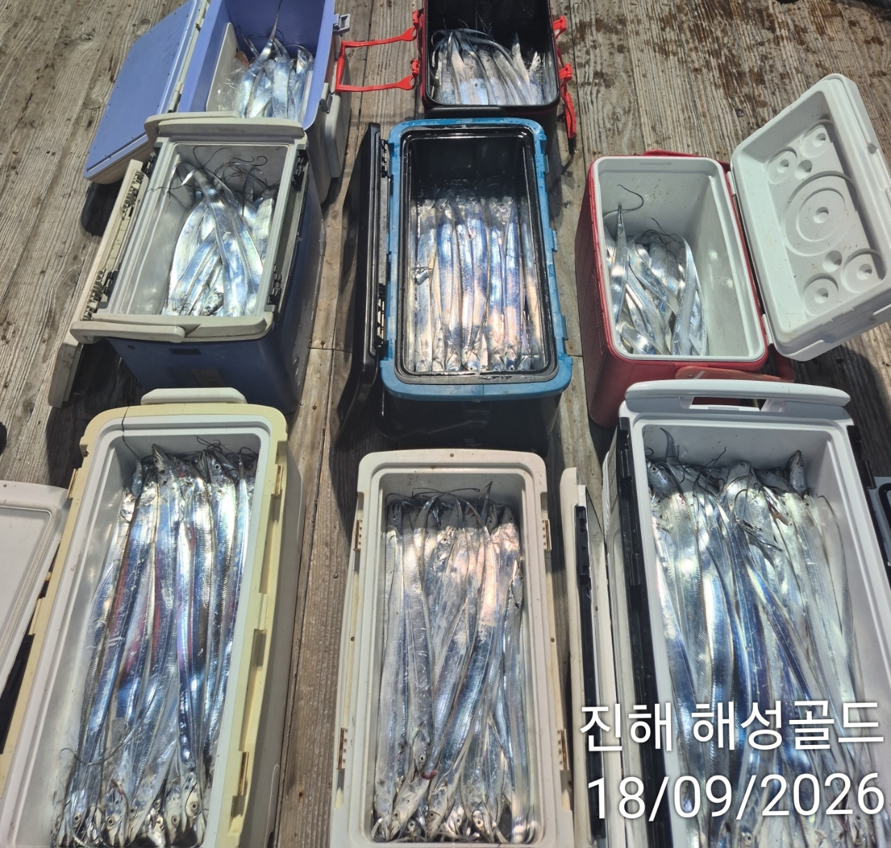 9월 18일 갈치 선상낚시 조황 현장 사진 3