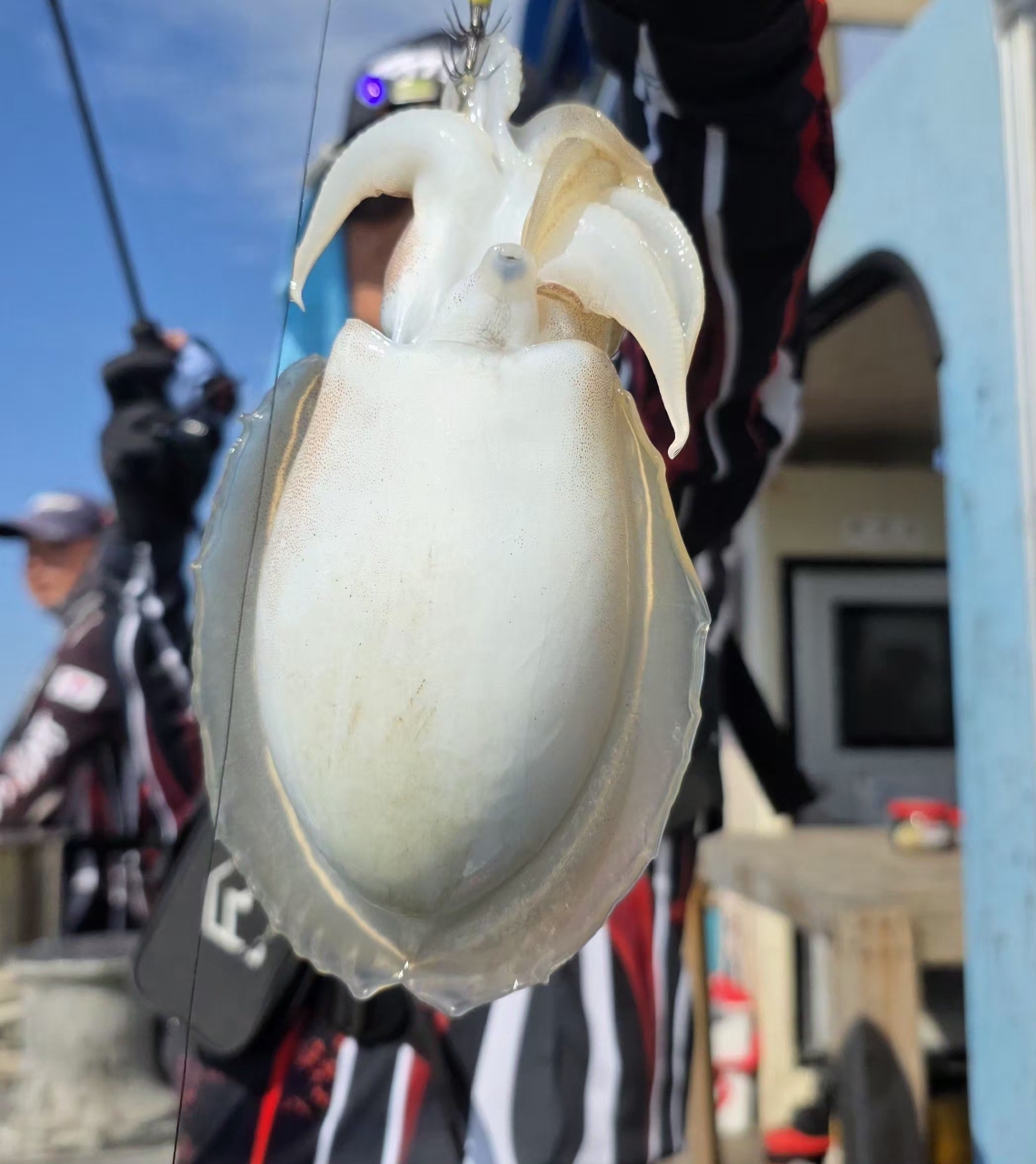 9월 18일 군산 갑오징어 선상낚시 조황 현장 사진 4