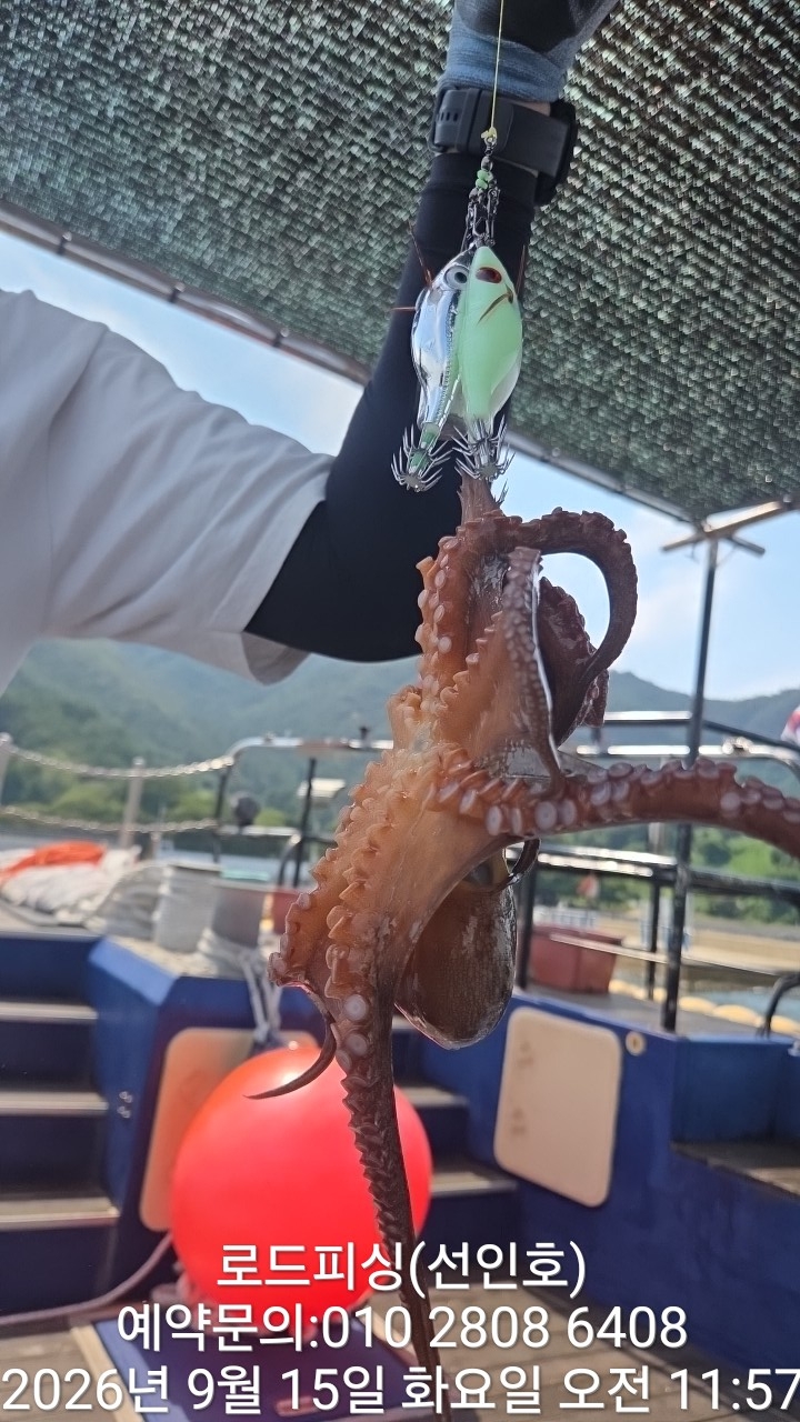 9월 18일 고성 문어 선상낚시 조황 현장 사진 7