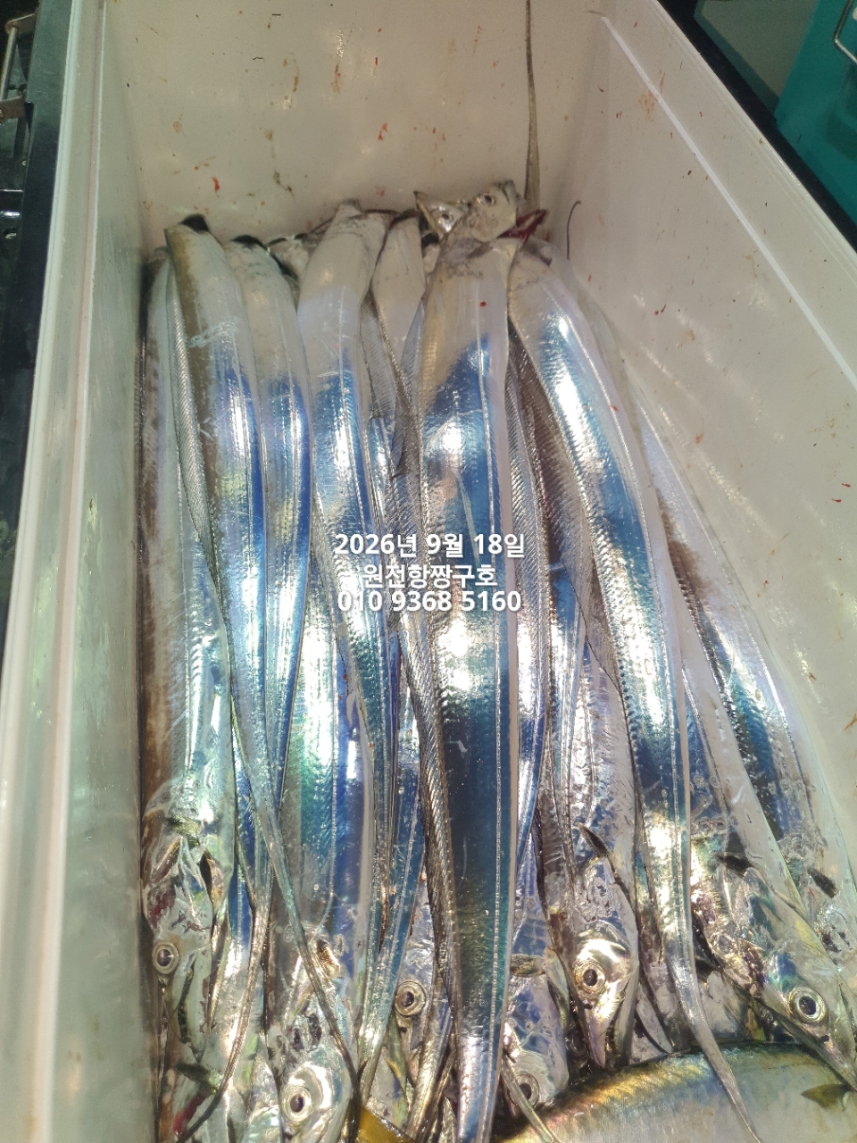 9월 18일 갈치 선상낚시 조황 현장 사진 15