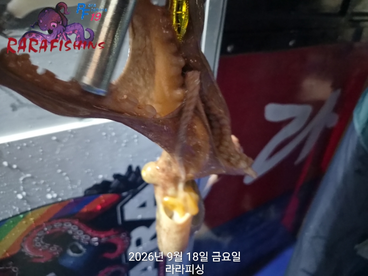 9월 18일 진해 문어 선상낚시 조황 현장 사진 8