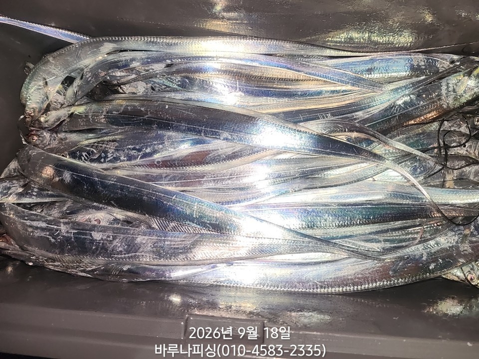9월 17일 갈치 선상낚시 조황 현장 사진 5