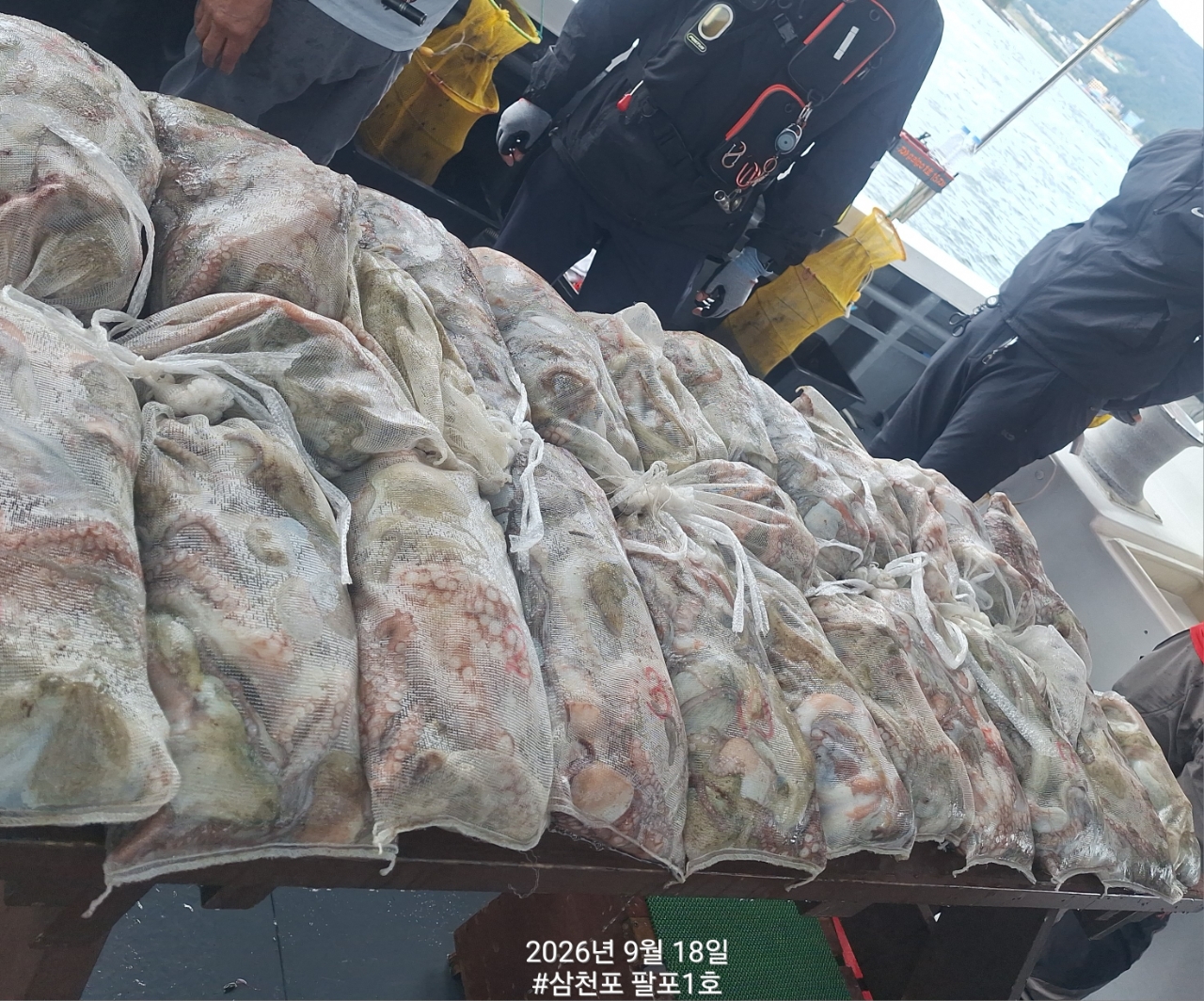9월 18일 삼천포 문어 선상낚시 조황 현장 사진 1