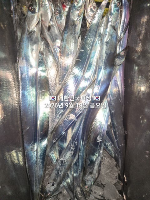9월 18일 갈치 선상낚시 조황 현장 사진 6