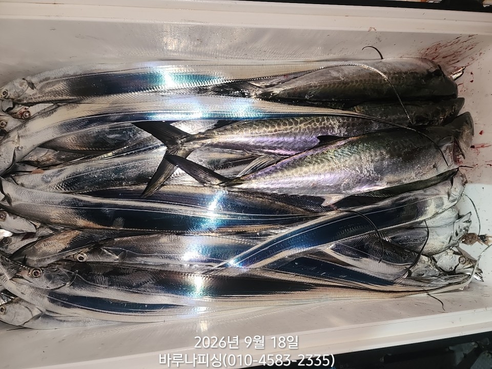 9월 17일 갈치 선상낚시 조황 현장 사진 10
