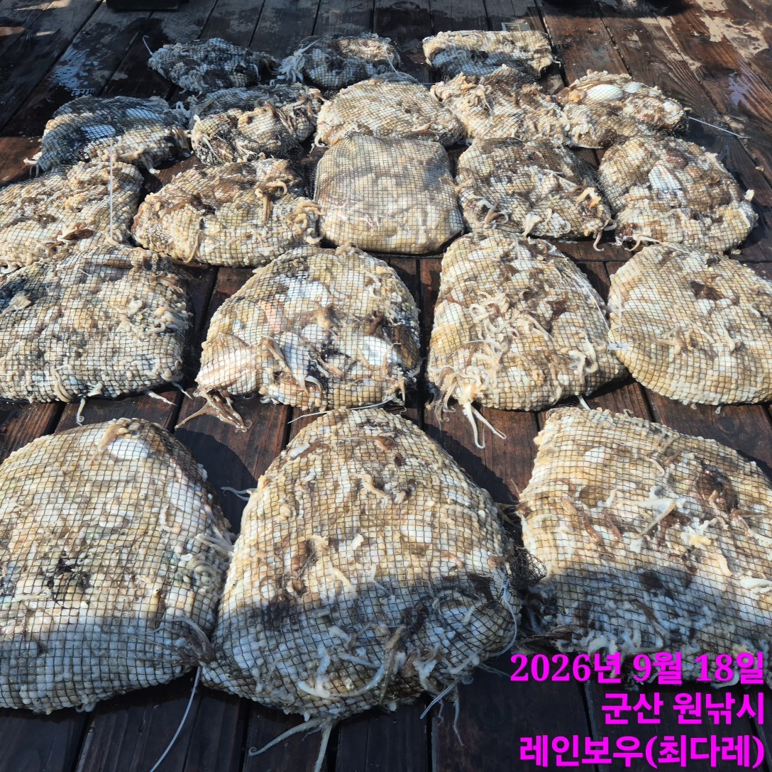 9월 18일 군산 주꾸미 선상낚시 조황 현장 사진 1