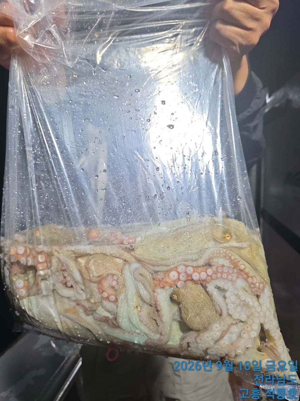 9월 18일 문어 선상낚시 조황 현장 사진 13