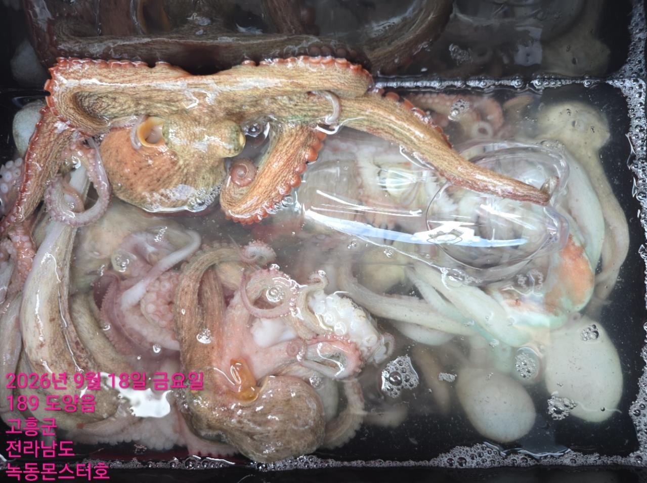 9월 18일 통영 문어 선상낚시 조황 현장 사진 1