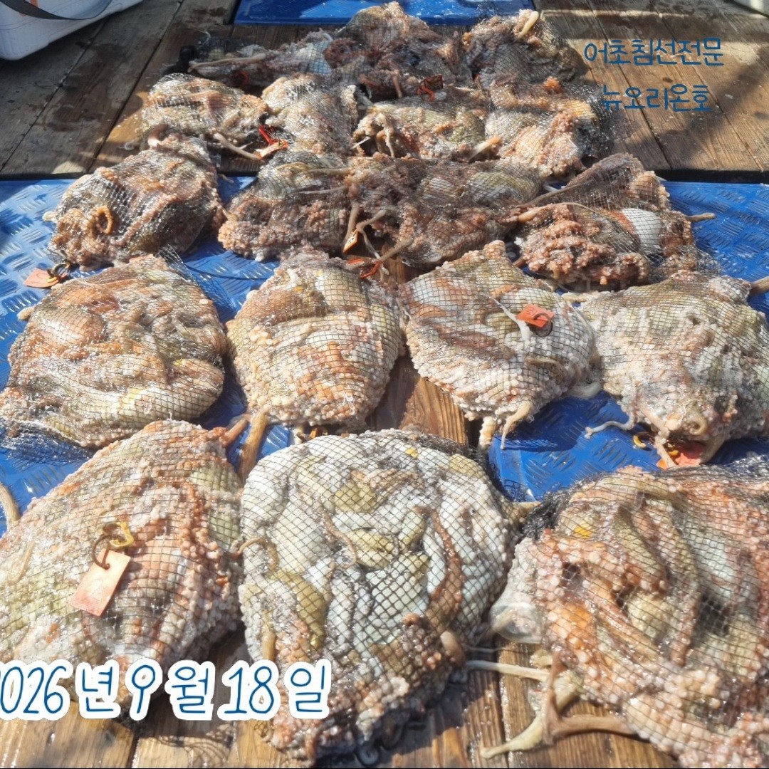 9월 18일 군산 주꾸미 선상낚시 조황 현장 사진 1