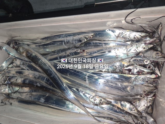 9월 18일 갈치 선상낚시 조황 현장 사진 7