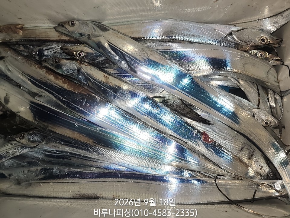 9월 17일 갈치 선상낚시 조황 현장 사진 6