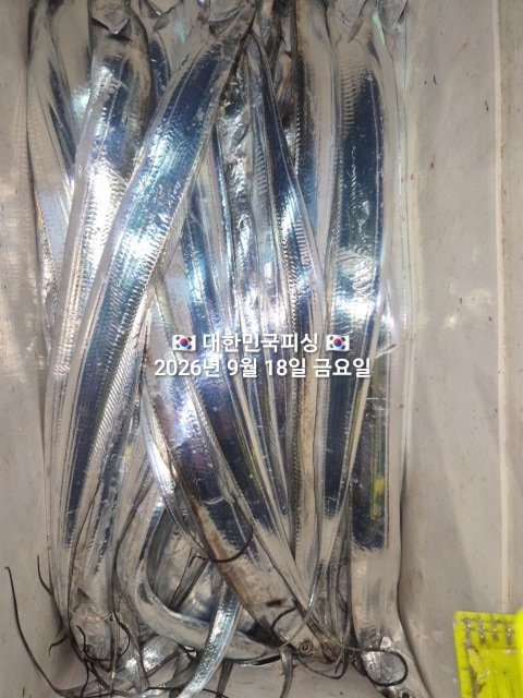 9월 18일 갈치 선상낚시 조황 현장 사진 4