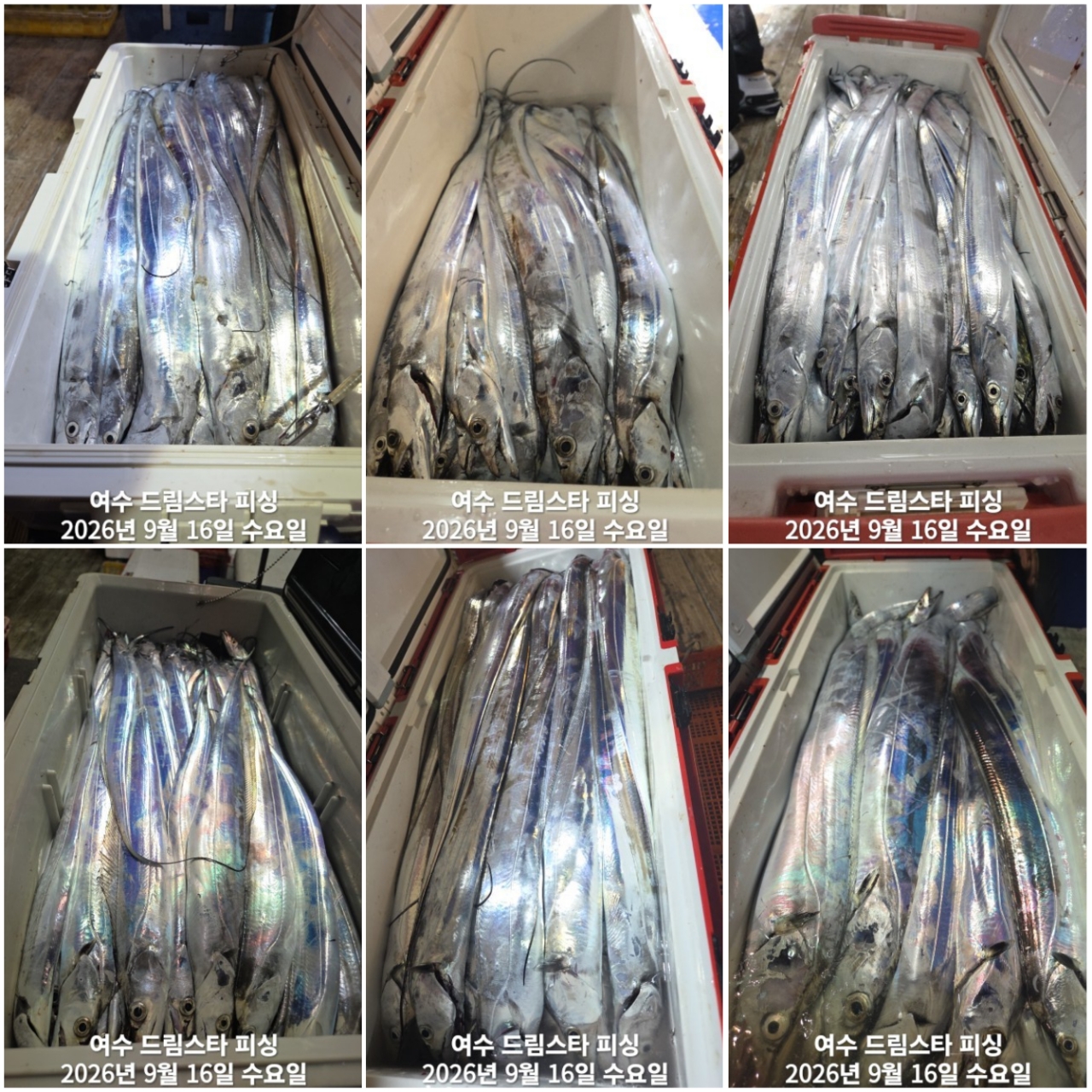 9월 19일 여수 문어 선상낚시 조황 현장 사진 5